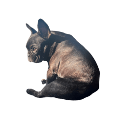 法國鬥牛犬的三太