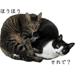 meshico_20260405011926