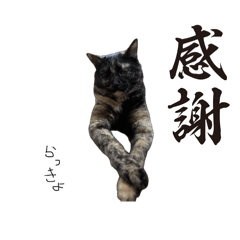 Pachihachi_20260405093627