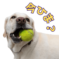 Labrador from a shelter4