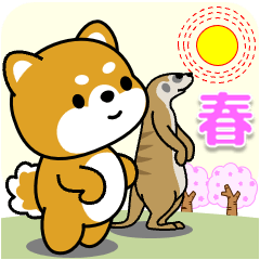 飛び出す!豆柴「ぽかぽか春」