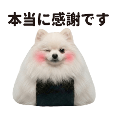 Onigiri Pomeranian (daily)