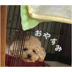 sakura_20260405115902