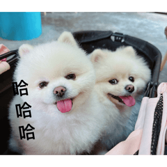 可❤️的旺旺蕾