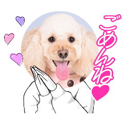 Toypoodle Belle_20260405170448