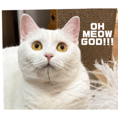 MEOW天過海：陳姆路