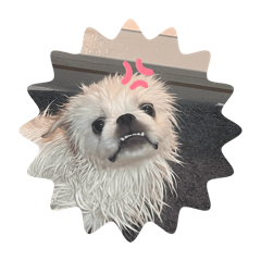 Strelitzia_20260405171908