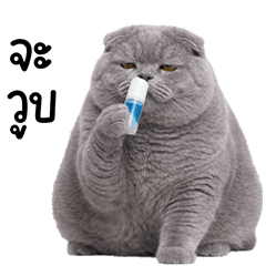 แมวสก๊อชสีเทาน่ารัก