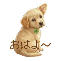 Such an adorable dog