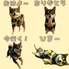 Maron, the expressive Shiba dog.