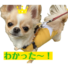 A dog that is healed