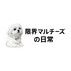 Everyday Life of a Limit Maltese