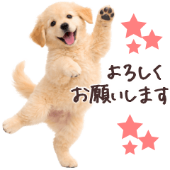 ゴールデンレトリバー子犬★毎日使う敬語