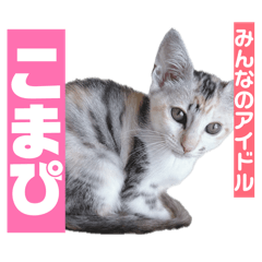 komapi_20260405070411