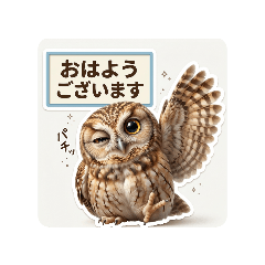 tetus_20260405180412