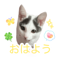 ARAIGUMA_20260405181131