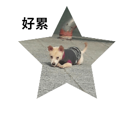Doddo  2