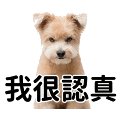 經典車藝工坊鎮店之狗