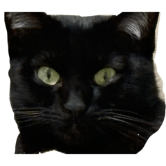 koneko_20260405183826