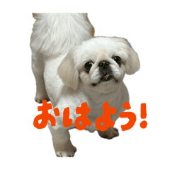 iruiru_20260405183342