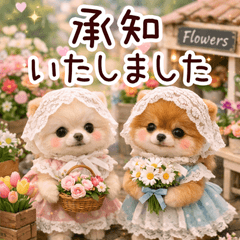 Miniature Pomeranian p