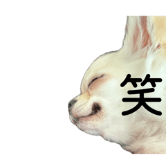 吉娃娃哈库邮票