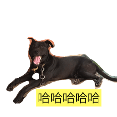 噗嘍噗嘍
