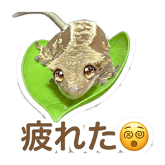 Living Trivia Doctor_20260405135544