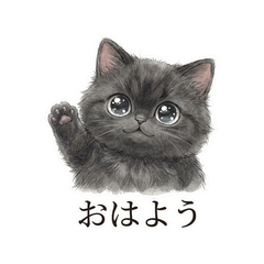 Fluffy Black Cat - Stylish Greetings