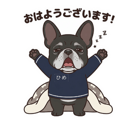 Lazy French Bulldog Hime
