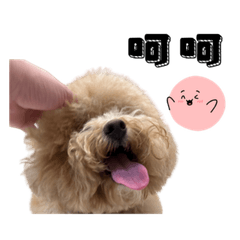 鄭豆豆黏人日常-中