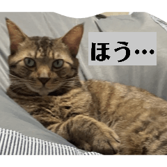 Kackoo Gorgeous_20260405211517