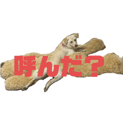 DAN DAN dog's_20260405211221