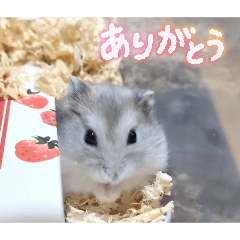 ayanana_20260405221343