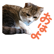 A day of a cat named Nene.