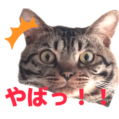 My Cat Stickers [Daily Use 2]