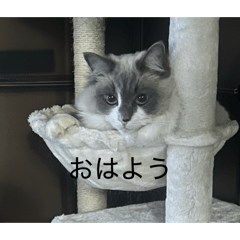 sho57_20260402212614