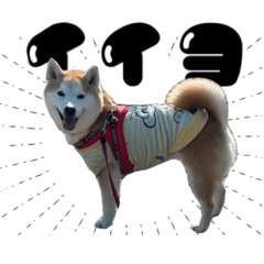 cocoa_20260405155612