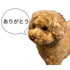 kapibara_20260406082341