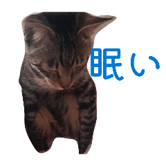 chaco_20260406085040