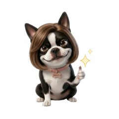 Daisy Boston terrier : Popular bob hair