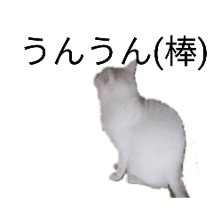 shiro_20260405144546