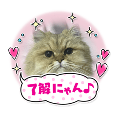 kuppoi54_20260405172347