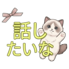 ★話したいな★かわいいラグドール猫