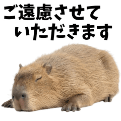 capybara and laze around