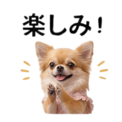 Cute Chihuahua Daily Chat Stickers