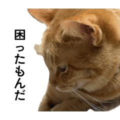 YAMADA_20260406000218