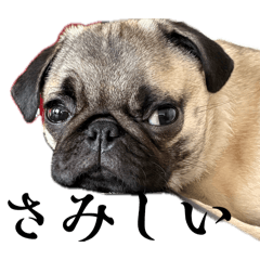 hanabi_20260406110206