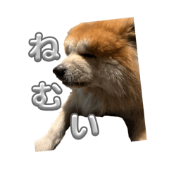 KOARA_20260406120006