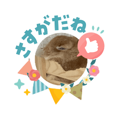 HapiUsa_20260405185200